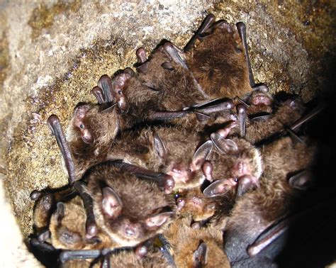 Image result for How Bat Give Birth