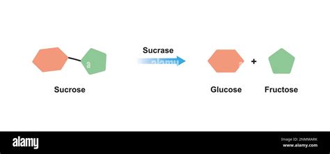 Afbeeldingsresultaten voor Sucrase Enzyme Structure