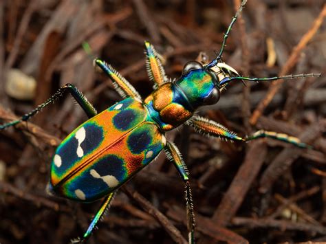 Image result for Python Tiger Beetle