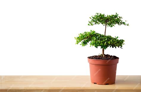 Image result for Small Tree Design