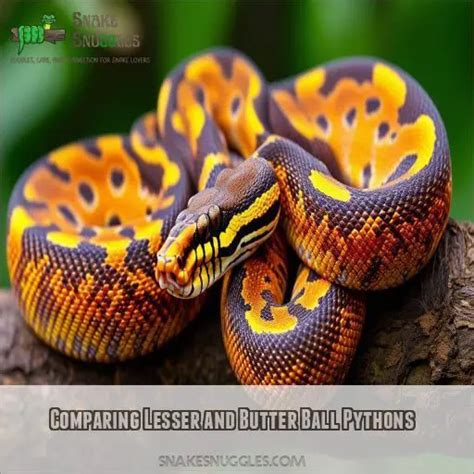 Image result for Banana Butter Lesser Ball Python