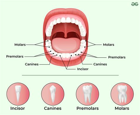 Image result for Tooth Brushing Process