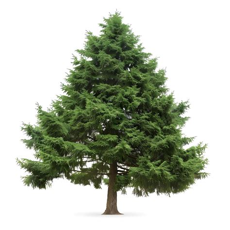 Image result for Cedar Tree On White Background