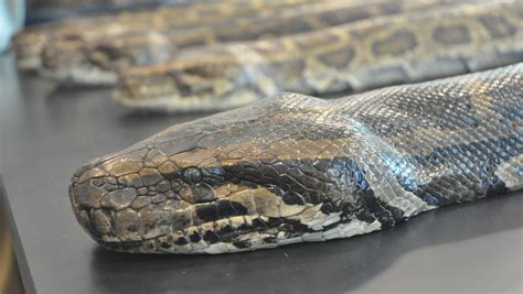 Burmese Python Skeleton に対する画像結果