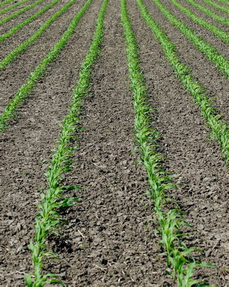 Image result for Planted Corn Field