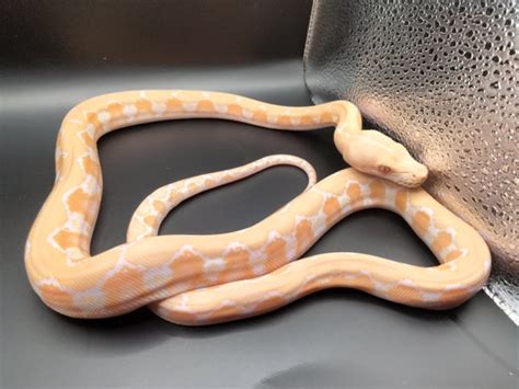 Afbeeldingsresultaten voor White Phase Reticulated Python