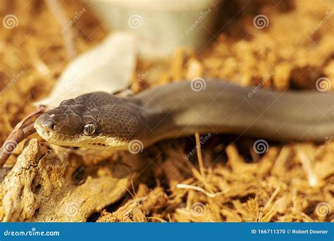 Image result for Olive Python Snake Fangs