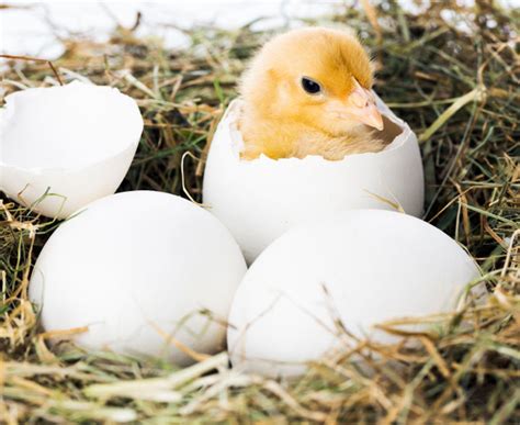 Image result for Grow Animals