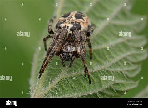 Desert Wheel Spider に対する画像結果