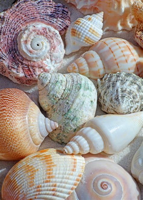 Image result for Different Types of Conch Shells