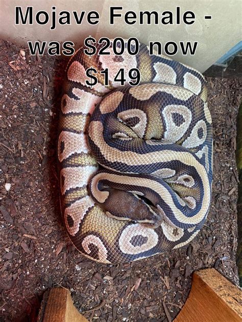 Image result for Fire Mojave Ball Python