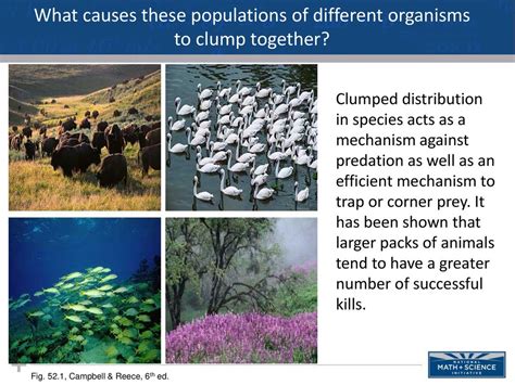 Clumped Distribution Examples に対する画像結果