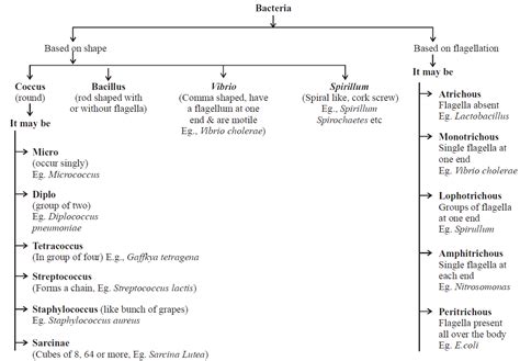 Toradh íomhá ar What Is a Classification Flow Chart
