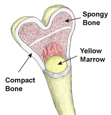 Image result for Typical Bone Structure