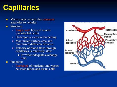 Image result for Cardiovascular System Capillaries