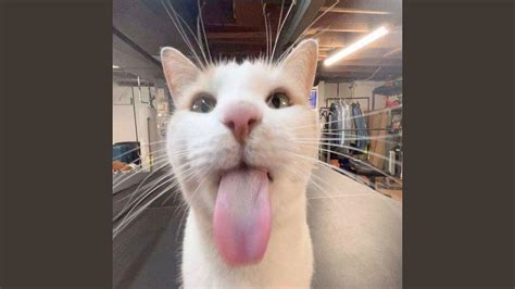 Image result for Cat C12 Engine Block