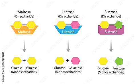 Afbeeldingsresultaten voor Sucrase Enzyme Structure