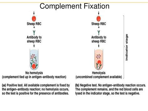 Image result for Complement Fixation AB