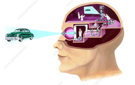 Image result for Visual Processing Brain Slide