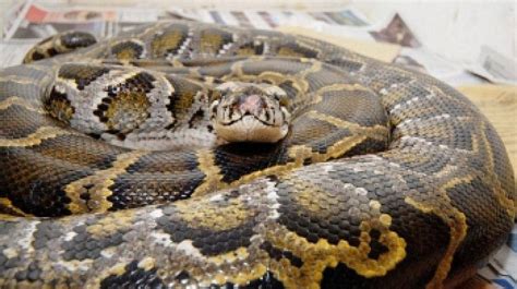 Python Frisst ಗಾಗಿ ಇಮೇಜ್ ಫಲಿತಾಂಶ