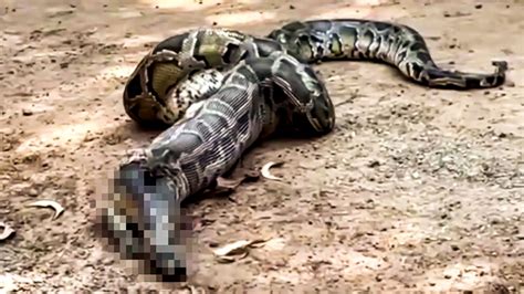 Python Frisst ಗಾಗಿ ಇಮೇಜ್ ಫಲಿತಾಂಶ