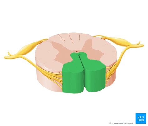 Spinal Cord Structure and Function に対する画像結果