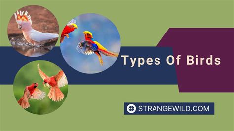 Image result for 10 Different Types of Birds