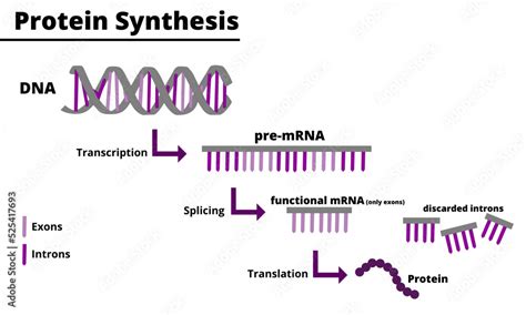 Afbeeldingsresultaten voor Protein Synthesis Process Diagram