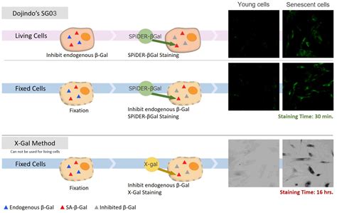 Detecting Cellular Senescence に対する画像結果