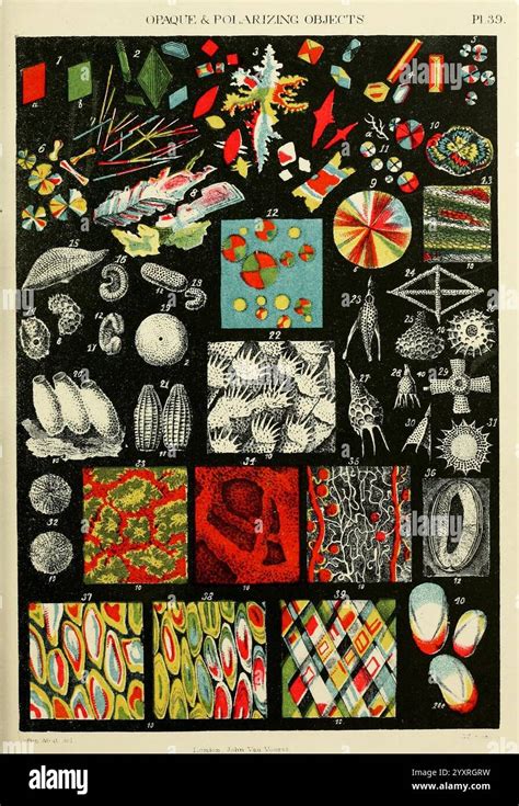 Image result for Geometric Shapes Light Microscopy