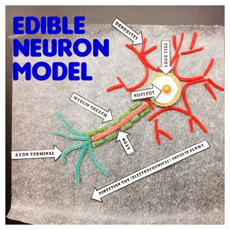 Image result for Neuron Cell Model