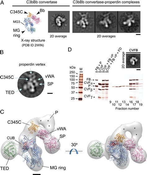Toradh íomhá ar Stabilized C3 Convertase