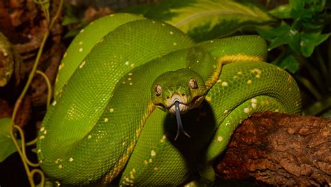 Image result for Snake 3D Code