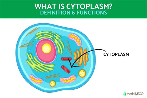 Image result for Cytoplasm Function