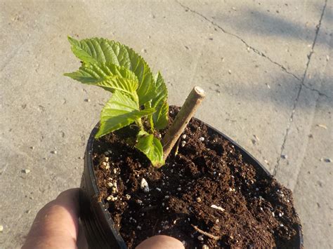 Toradh íomhá ar Mulberry Tree Root System