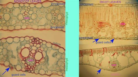 Image result for Leaf Venation Monocot vs Dicot