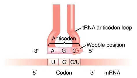 Image result for tRNA Codon