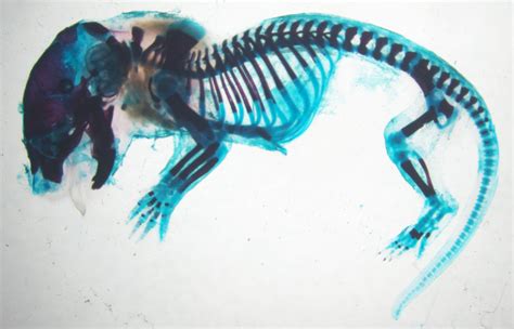 Lab Mouse Dead Drawing に対する画像結果