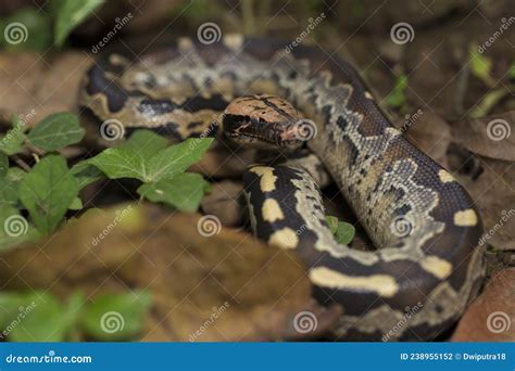 Afbeeldingsresultaten voor Java Short-Tailed Python