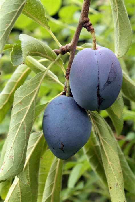 Prune Cake に対する画像結果