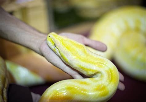 Image result for Python Huid