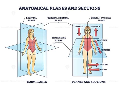 Image result for Anatomical Position Anterior View