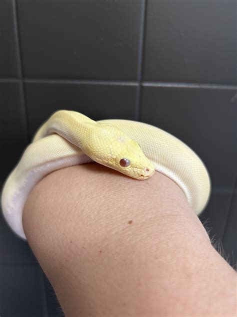 Toradh íomhá ar Burmese Python Eyes