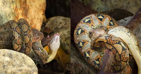 Image result for King Cobra vs Python