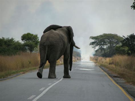 The Elephant Is Walking に対する画像結果