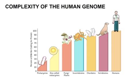 Afbeeldingsresultaten voor Distribution of Coding and Non-Coding