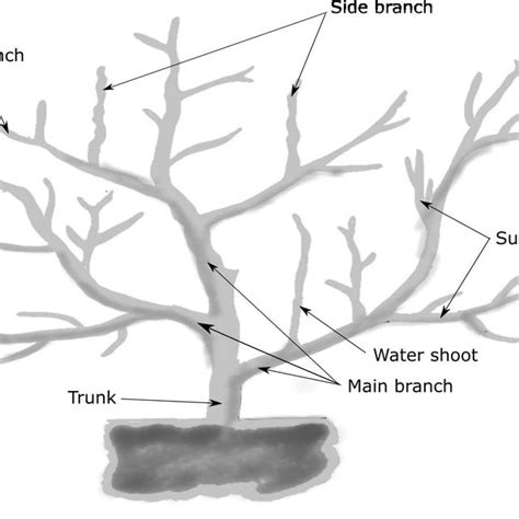 Tree Structure System Detail に対する画像結果