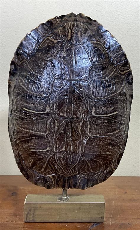 Image result for Freshwater Turtle Shell