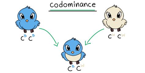 Codominance Genetics Examples に対する画像結果