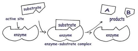 Image result for Enzyme-Substrate Complex